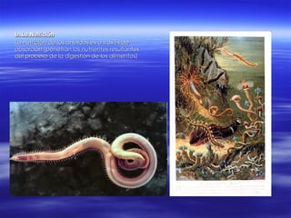 b. La Nutrición La nutrición de los anélidos es a través de absorción (penetran los nutrientes resultantes del proceso de la digestión de los alimentos) 