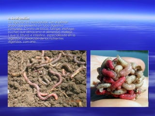 c. La Digestión La digestión es extracelular; son el primer grupo que presenta un tubo digestivo completo. Consta de boca, faringe, esófago, buche( que almacena el alimento), molleja ( que lo tritura) e intestino, especializado en la digestión y absorción de los nutrientes digeridos, con ano. 