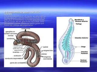 d. El Intercambio de gases:  respiración cutánea Los gases disueltos en el medio se difunden a los líquidos circulantes internos a través de la piel, que se mantiene húmeda gracias a las secreciones de las glándulas mucosas. Una densa red capilar distribuye estos gases por todas las células del organismo. 