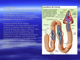 e. La excreción Los anélidos  realizan su proceso de excreción por medio de la secreción. Que consiste en transferir por transporte activo y selectivamente ciertas sustancias desde el medio interno al órgano excretor hasta formar el producto final de excreción, la orina. El órgano excretor de los anélidos (metanefridios). Son tubos abiertos por los dos extremos: el extremo interno se abre a la cavidad general del cuerpo o celoma y  tiene forma de un embudo rodeado por cilios (nefrostoma); el otro extremo se abre al exterior por un poro, el nefridioporo. El líquido, que está en  el celoma y que contiene los productos de desecho, es recogido por los cilios del nefrostoma y pasa a  los túbulos, donde las sustancias útiles son reabsorbidas. Los desechos salen al exterior por un orificio denominado nefridioporo. 