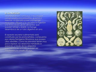 b. La Nutrición Las planarias son carnívoras o necrófagas. comen crustáceos pequeños, gusanos e insectos. La planaria posee una faringe musculosa utilizada a la vez para la ingestión y la evacuación de los alimentos, que pueden retraer y evertir. La faringe desemboca de un tubo digestivo sin ano. El aparato excretor rudimentario está constituido por los protonefridios, compuestos por células flamígeras filtradoras que poseen cilios vibrátiles. Como las planarias tienen muy poco espesor, los desechos metabólicos pasando a través de los delgados tegumentos del animal y pueden ser expulsados por simple difusión. 