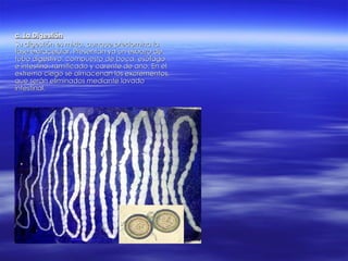 c. La Digestión Su digestión es mixta, aunque predomina la fase extracelular. Presentan ya un esbozo de tubo digestivo, compuesto de boca, esófago e intestino, ramificado y carente de ano. En el extremo ciego se almacenan los excrementos, que serán eliminados mediante lavado intestinal. 