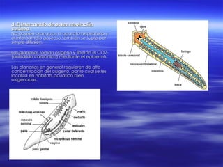 d. El Intercambio de gases: respiración cutánea  No poseen branquias ni aparato respiratorio y el intercambio gaseoso también se suple por simple difusión. Las planarias toman oxigeno y liberan el CO2­ (anhídrido carbónico) mediante el epidermis. Las planarias en general requieren de alta concentración del oxigeno, por lo cual se les localiza en hábitats acuático bien oxigenadas. 