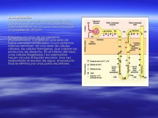 e. La excreción La excreción se realiza mediante filtración que es el paso de sustancias desde el medio interno al interior de los tubos excretores por un proceso de difusión. El órgano excretor de las planarias (Protonefridios). Consiste en una serie de tubos cerrados ramificados, cuyos extremos internos terminan  en una serie de células ciliadas, las células flamígeras, que captan los productos de desecho. En el interior del tubo, unas células flageladas ( los solenositos) hacen circular el liquido excretor. Una vez reabsorbido el exceso de agua, el producto final se elimina por unos poros excretores. 