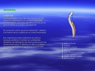 Nematodos: a. Qué son. Los nematodos son un filo con más de 25.000 especies registradas y un número estimado mucho mayor, el cuarto del reino animal por lo que se refiere al número de especies. Se conocen como " gusanos redondos ", debido a la forma de su cuerpo en un corte transversal. Son organismos esencialmente acuáticos, aunque proliferan también en ambientes terrestres. Se distinguen de otros gusanos por ser seudocelomados, a diferencia de los anélidos que son celomados al igual que los animales superiores. 1 : abertura bucal. 2 : intestino. 3 : abertura cloacal. 4 : órgano excretor. 5 : testículo. 6 : anillo nervioso perifaríngeo. 7 : cordón nerviosos dorsal. 8 : cordón nervioso ventral. 9 : poro excretor. 