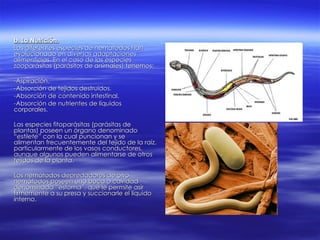 b. La Nutrición. Las diferentes especies de nematodos han evolucionado en diversas adaptaciones alimenticias. En el caso de las especies zooparásitas (parásitos de animales) tenemos: -Aspiración. -Absorción de tejidos destruidos. -Absorción de contenido intestinal. -Absorción de nutrientes de líquidos corporales. Las especies fitoparásitas (parásitas de plantas) poseen un órgano denominado “ estilete ” con la cual puncionan y se alimentan frecuentemente del tejido de la raíz, particularmente de los vasos conductores, aunque algunos pueden alimentarse de otros tejidos de la planta. Los nemátodos depredadores de otro nemátodos poseen una boca o cavidad denominada “estoma”, que le permite asir firmemente a su presa y succionarle el líquido interno. 