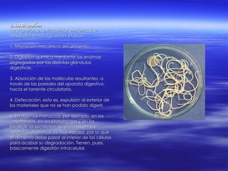c. La Digestión  La digestión es extracelular e interna y se  desarrolla en las siguientes etapas: 1. Trituración mecánica del alimento. 2. Digestión química mediante las enzimas segregadas por las distintas glándulas  digestivas. 3. Absorción de las moléculas resultantes, a  través de las paredes del aparato digestivo,  hacia el torrente circulatorio. 4. Defecación, esto es, expulsión al exterior de  los materiales que no se han podido digerir. 5. En algunos metazoos, por ejemplo, en los  celentéreos, en los platelmintos y en los  bivalvos, la secreción de enzimas en sus  aparatos digestivos es muy escasa, por lo que  el alimento debe pasar al interior de las células  para  acabar  su degradación. Tienen, pues,  básicamente digestión intracelular. 