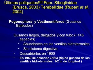 Últimos poliquetos!!!! Fam. SiboglinidaeÚltimos poliquetos!!!! Fam. Siboglinidae
(Brusca, 2003) Terebellidae (Rupert(Brusca, 2003) Terebellidae (Rupert et alet al,,
2004)2004)
Pogonophora y VestimentiferosPogonophora y Vestimentiferos (Gusanos(Gusanos
Barbudos)Barbudos)
Gusanos largos, delgados y con tubo (~145Gusanos largos, delgados y con tubo (~145
especies)especies)
• Abundantes en las ventilas hidrotermalesAbundantes en las ventilas hidrotermales
• Sin sistema digestivoSin sistema digestivo
• Descubiertos en 1900Descubiertos en 1900
• En 1960 se describe Riftia (típico gusano de las
ventilas hidrotermales, 1-2 m de longitud )
 