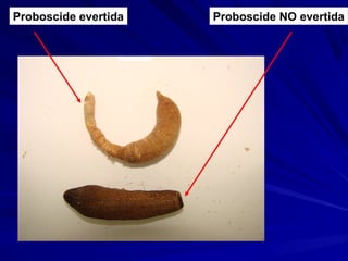 Proboscide evertida Proboscide NO evertida
 
