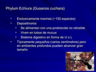 PhylumPhylum Echiura (Gusanos cuchara)Echiura (Gusanos cuchara)
• Exclusivamente marines (~150 especies)Exclusivamente marines (~150 especies)
• DepositívorosDepositívoros
• Se alimentan con una probóscide no retraibleSe alimentan con una probóscide no retraible
• Viven en tubos de mucusViven en tubos de mucus
• Sistema digestivo en forma de U o LSistema digestivo en forma de U o L
• Típicamente pequeños (varios centímetros) peroTípicamente pequeños (varios centímetros) pero
en ambientes profundos pueden alcanzar granen ambientes profundos pueden alcanzar gran
tamañotamaño
 