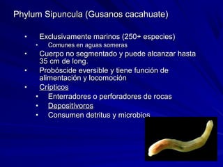 Phylum Sipuncula (Gusanos cacahuate)Phylum Sipuncula (Gusanos cacahuate)
• Exclusivamente marinos (250+ especies)Exclusivamente marinos (250+ especies)
• Comunes en aguas somerasComunes en aguas someras
• Cuerpo no segmentado y puede alcanzar hastaCuerpo no segmentado y puede alcanzar hasta
35 cm de long.35 cm de long.
• Probóscide eversible y tiene función deProbóscide eversible y tiene función de
alimentación y locomociónalimentación y locomoción
• CrípticosCrípticos
• Enterradores o perforadores de rocasEnterradores o perforadores de rocas
• DepositívorosDepositívoros
• Consumen detritus y microbiosConsumen detritus y microbios
 