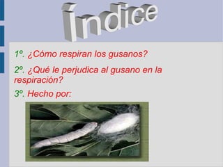 1º. ¿Cómo respiran los gusanos?
2º. ¿Qué le perjudica al gusano en la
respiración?
3º. Hecho por:
 