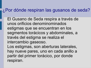 ¿Por dónde respiran las gusanos de seda?
  El Gusano de Seda respira a través de
  unos orificios denominominados
  estigmas que se encuentran en los
  segmentos torácicos y abdominales, a
  través del estigma se realiza el
  intercambio gaseoso.
  Los estigmas, son aberturas laterales,
  hay nueve pares, uno en cada anillo a
  partir del primer torácico, por donde
  respiran.
 