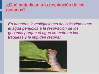 ¿Qué perjudican a la respiración de los
gusanos?


En nuestras investigaciones del cole vimos que
el agua perjudica a la respiración de los
gusanos porque el agua se mete en las
traqueas y le impiden respirar.
 