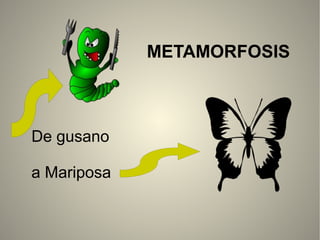 METAMORFOSIS
De gusano
a Mariposa
 