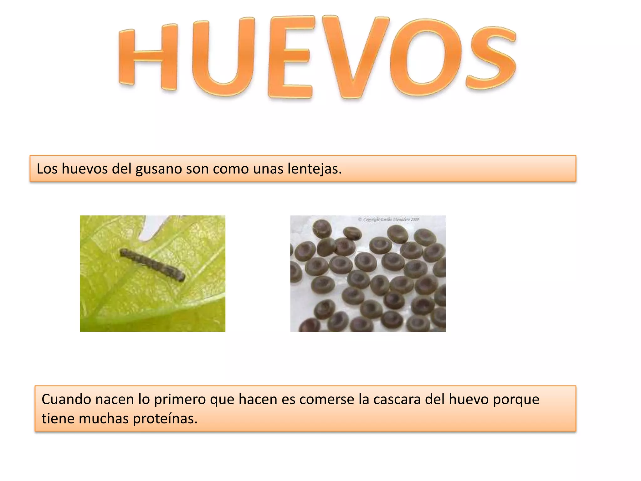 Los huevos del gusano son como unas lentejas.
Cuando nacen lo primero que hacen es comerse la cascara del huevo porque
tiene muchas proteínas.