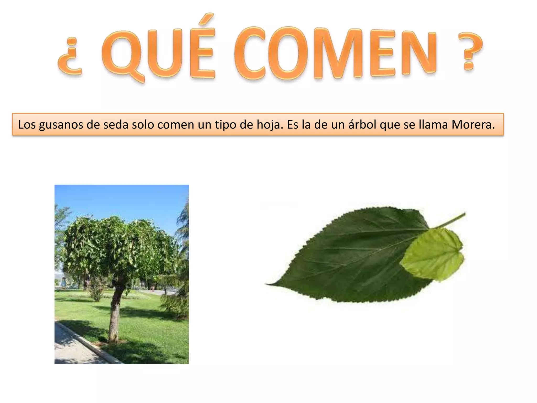 Los gusanos de seda solo comen un tipo de hoja. Es la de un árbol que se llama Morera.