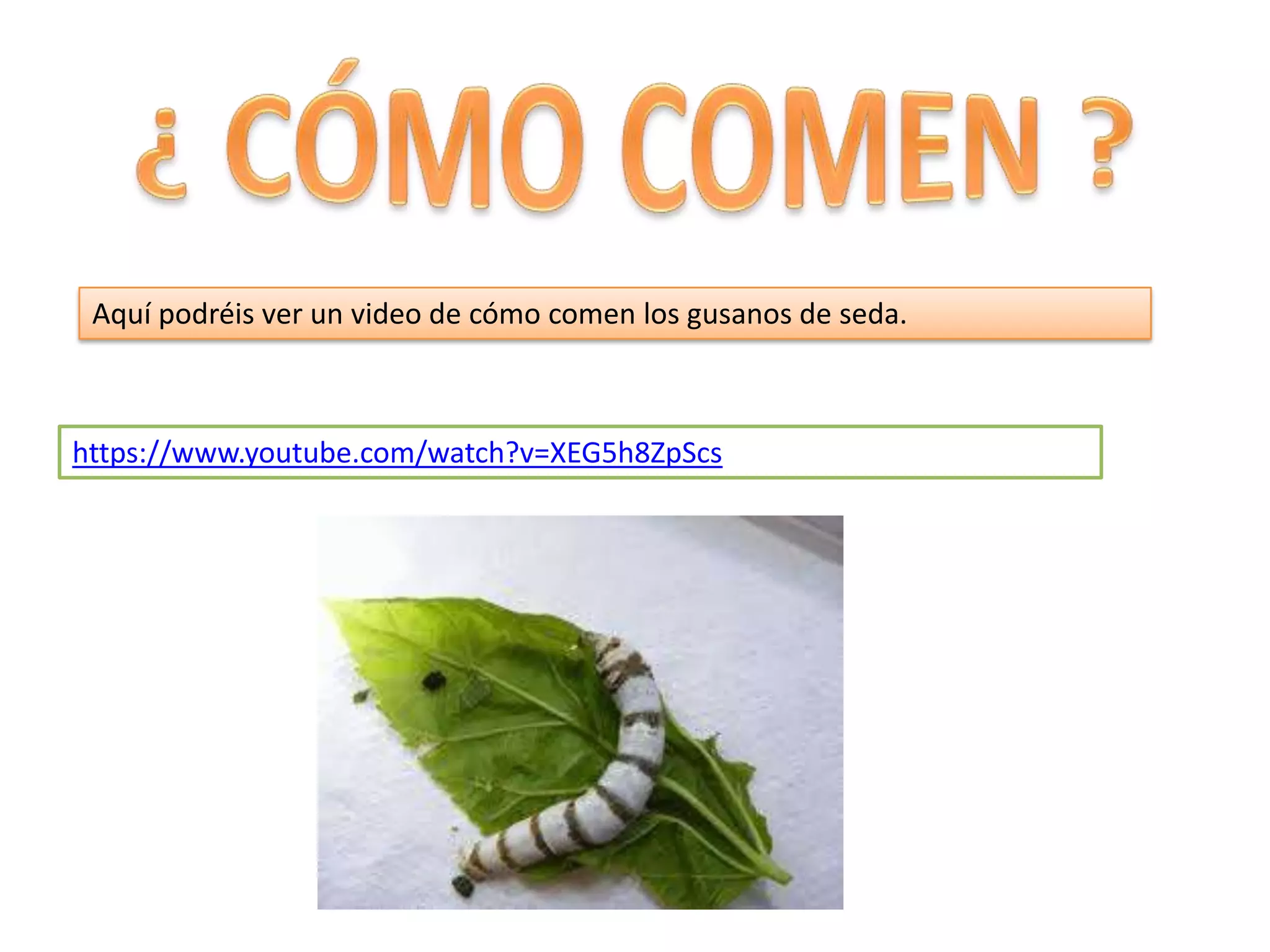 Aquí podréis ver un video de cómo comen los gusanos de seda.
https://www.youtube.com/watch?v=XEG5h8ZpScs