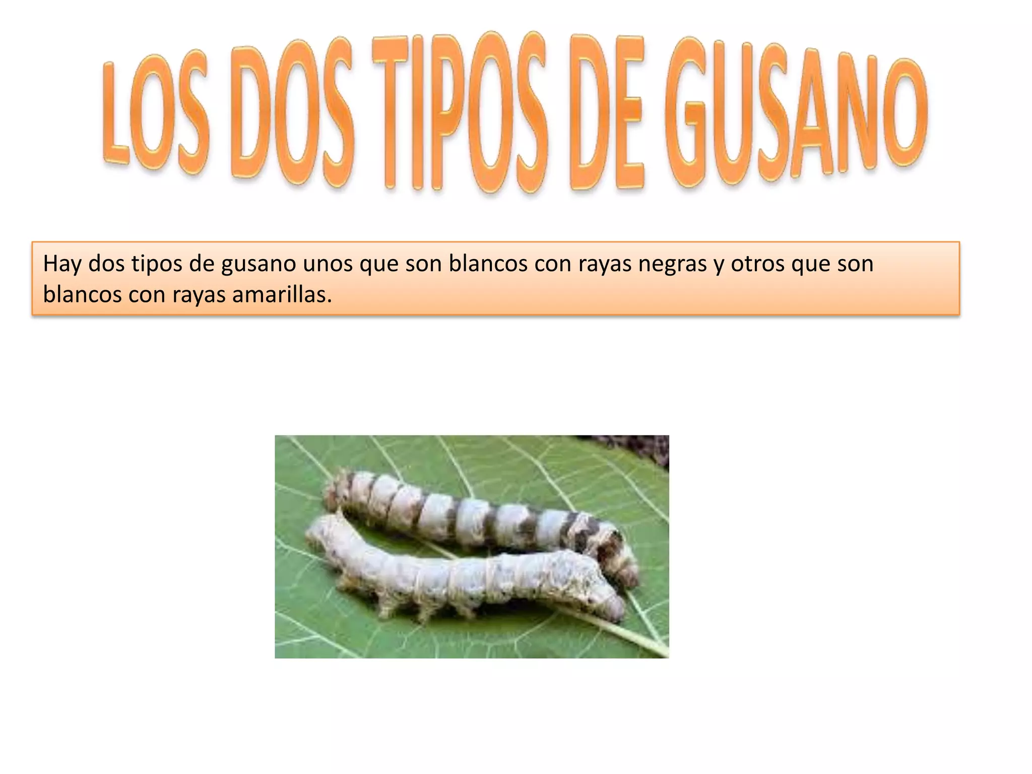 Hay dos tipos de gusano unos que son blancos con rayas negras y otros que son
blancos con rayas amarillas.