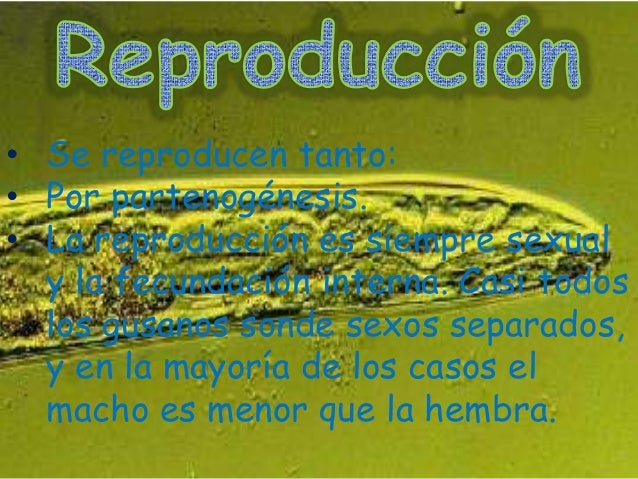 Gusanos Planos Y Redondos Ok