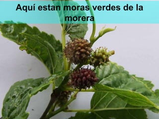 Aquí estan moras verdes de la morera 