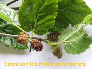 Estos son los frutos de la morera . 