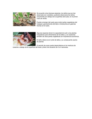 De acuerdo a las diversas especies, los daños que se han
                                   observado son variables, pudiendo observarse los daños
                                   únicamente por debajo de la superficie del suelo; en el primer
                                   nudo de raíces.

                                   Pueden emerger del suelo para cortar partes vegetativas del
                                   huésped, generalmente del tallo e introducirlos en galerías
                                   hechas en el suelo.



                                   Algunas especies tienen la capacidad de subir a las plantas
                                   hospederas para alimentarse de los tallos y, en ocasiones
                                   también de otras partes vegetativas sin importancia económica.

                                   El daño clásico es el corte de tallos y su consecuente acame
                                   de plantas

                                   El periodo de pupa puede desarrollarse en los residuos de
cosecha o debajo de la superficie del suelo y tiene una duración de 3 a 4 semanas.
 