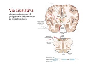 Via Gustativa
via segregada, responsável
pela percepção e discriminação
do estímulo gustativo
 