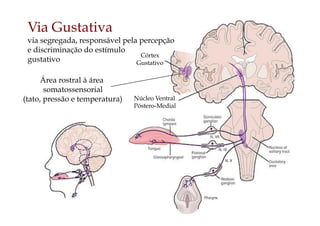 Área rostral à área
somatossensorial
(tato, pressão e temperatura) Núcleo Ventral
Póstero-Medial
Córtex
Gustativo
Via Gustativa
via segregada, responsável pela percepção
e discriminação do estímulo
gustativo
 