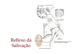 Reflexo da
Salivação
 