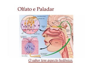 Olfato e Paladar
O sabor tem aspecto hedônico.
 