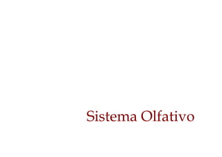 Sistema Olfativo
 