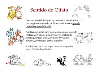 Sentido do Olfato
Olfação é habilidade de reconhecer e discriminar
um amplo número de moléculas do ar com grande
precisão e sensibilidade.
A olfação permite um monitoramento contínuo de
moléculas voláteis dos arredores, incluindo
sinais químicos que identificam territórios,
alimento, predadores, crias e parceiros.
A olfação exerce um papel chave na adapação e
sobrevivência do indivíduo.
 