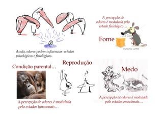 Ainda, odores podem influenciar estados
psicológicos e fisiológicos.
A percepção de
odores é modulada pelo
estado fisiológico…
Fome
A percepção de odores é modulada
pelo estados emocionais…
Medo
A percepção de odores é modulada
pelo estados hormonais…
Reprodução
Condição parental…
 