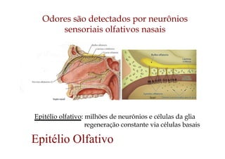 Odores são detectados por neurônios
sensoriais olfativos nasais
Epitélio olfativo: milhões de neurônios e células da glia
regeneração constante via células basais
Epitélio Olfativo
5cm2
 
