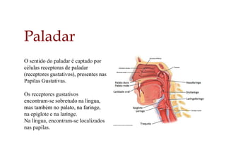 O sentido do paladar é captado por
células receptoras de paladar
(receptores gustativos), presentes nas
Papilas Gustativas.
Os receptores gustativos
encontram-se sobretudo na língua,
mas também no palato, na faringe,
na epiglote e na laringe.
Na língua, encontram-se localizados
nas papilas.
Paladar
 
