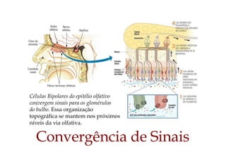 Convergência de Sinais
Células Bipolares do epitélio olfativo
convergem sinais para os glomérulos
do bulbo. Essa organização
topográfica se mantem nos próximos
níveis da via olfativa.
 