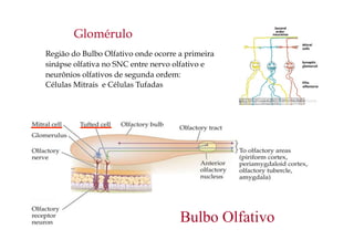 Glomérulo
Bulbo Olfativo
Região do Bulbo Olfativo onde ocorre a primeira
sinápse olfativa no SNC entre nervo olfativo e
neurônios olfativos de segunda ordem:
Células Mitrais e Células Tufadas
 