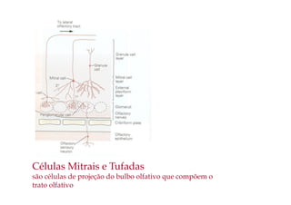 Células Mitrais e Tufadas
são células de projeção do bulbo olfativo que compõem o
trato olfativo
 