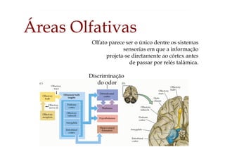 Áreas Olfativas
Olfato parece ser o único dentre os sistemas
sensorias em que a informação
projeta-se diretamente ao córtex antes
de passar por relés talâmica.
Discriminação
do odor
 