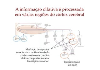 A informação olfativa é processada
em várias regiões do córtex cerebral
Discriminação
do odor
Mediação de aspectos
emocionais e motivacionais do
cheiro, assim como muitos
efeitos comportamentais e
fisiológicos do odor.
 