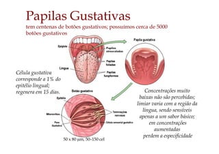Papilas Gustativas
tem centenas de botões gustativos; possuímos cerca de 5000
botões gustativos
50 x 80 µm, 50–150 cel
Célula gustativa
corresponde a 1% do
epitélio lingual;
regenera em 15 dias. Concentrações muito
baixas não são percebidas;
limiar varia com a região da
lingua, sendo sensíveis
apenas a um sabor básico;
em concentrações
aumentadas
perdem a especificidade
 
