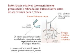Informações olfativas são extensamente
processadas e refinadas no bulbo olfativo antes
de ser enviada para o córtex.
Sinápse
inibitória
dendro-
dendrítica
+_
Áreas olfativas do córtex
efeito
modulatório
Os odores podem ter diferentes
significâncias comportamentais
dependendo do estado
fisiológico do animal.
ex: aumento da percepção de aromas de
comidas quando o animal está faminto
Efeito inibitório,
refina a inform.
sensorial
 
