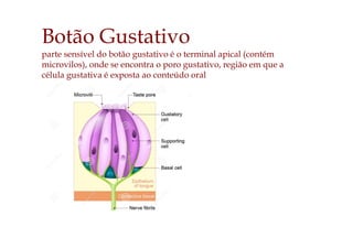 Botão Gustativo
parte sensível do botão gustativo é o terminal apical (contém
microvilos), onde se encontra o poro gustativo, região em que a
célula gustativa é exposta ao conteúdo oral
 