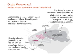 Órgão Vomeronasal
Sistema olfativo acessório ou sistema vomeronasal
Mediação de aspectos
emocionais e motivacionais do
cheiro, assim como muitos
efeitos comportamentais e
fisiológicos do odor; não
percebidas conscientemente.
Estrutura tubular
preenchida por
fluido, abre-se
através de ductos no
terminal anterior da
cavidade nasal.
Compreende os órgãos vomeronasais
localizados na base do septo nasal,
nervos vomeronasais
e bulbos olfativos acessório.
 