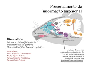 Processamento da
informação feromonal
Mediação de aspectos
emocionais e motivacionais do
cheiro, assim como muitos
efeitos comportamentais e
fisiológicos do odor; não
percebidas conscientemente.
Rinencéfalo
Refere-se ao cérebro olfativo; restrito
as estruturas do SNC que recebe
fibras do bulbo olfativo: lobo olfativo primitivo
Bulbo olfativo
Trato, Tubérculo e Estria Olfativa
Núcleo Olfativo Anterior
Parte do Complexo Amigdalóide
Parte do Córtex Piriforme
 