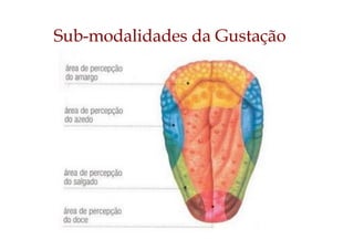 Sub-modalidades da Gustação
 
