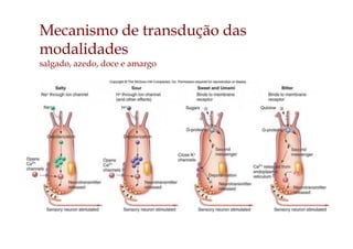 Mecanismo de transdução das
modalidades
salgado, azedo, doce e amargo
 