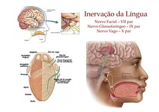 Inervação da Língua
Nervo Facial – VII par
Nervo Glossofaríngeo – IX par
Nervo Vago – X par
 