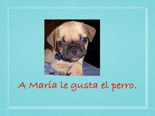 A María le gusta el perro.
 
